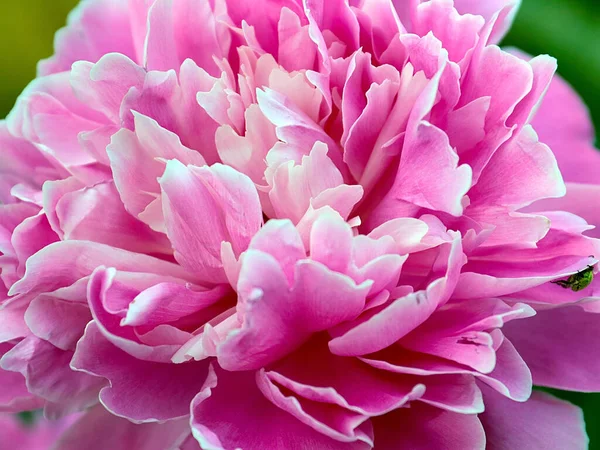 公園の装飾として美しい繊細なピンクの花の庭牡丹 — ストック写真