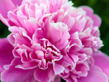 Güzel pembe çiçek bahçesi şakayığı park süsü olarak