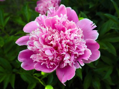 Güzel pembe çiçek bahçesi şakayığı park süsü olarak