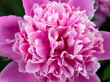 Güzel pembe çiçek bahçesi şakayığı park süsü olarak