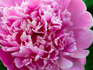 Güzel pembe çiçek bahçesi şakayığı park süsü olarak