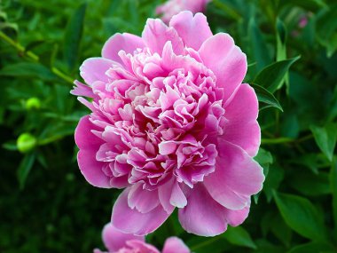 Güzel pembe çiçek bahçesi şakayığı park süsü olarak