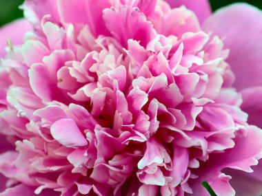 Güzel pembe çiçek bahçesi şakayığı park süsü olarak