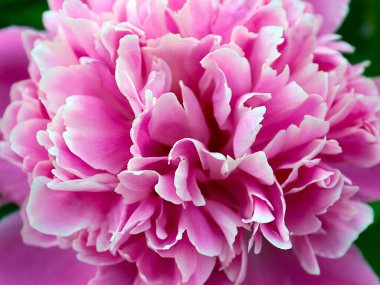 Güzel pembe çiçek bahçesi şakayığı park süsü olarak