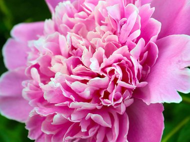 Güzel pembe çiçek bahçesi şakayığı park süsü olarak