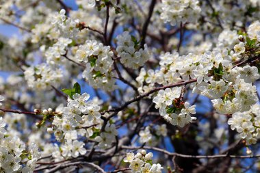 Güzel kar beyazı narin çiçekler bir bahar elma ağacının dallarında