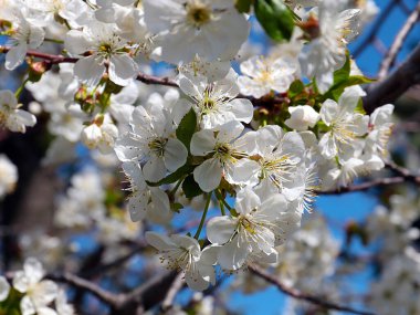 Güzel kar beyazı narin çiçekler bir bahar elma ağacının dallarında