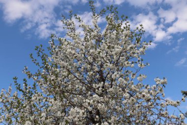 Güzel kar beyazı narin çiçekler bir bahar elma ağacının dallarında