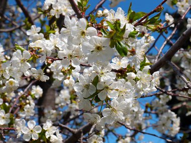 Güzel kar beyazı narin çiçekler bir bahar elma ağacının dallarında