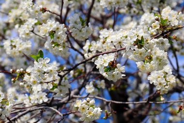 Güzel kar beyazı narin çiçekler bir bahar elma ağacının dallarında