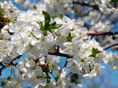 Güzel kar beyazı narin çiçekler bir bahar elma ağacının dallarında