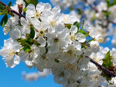 Güzel kar beyazı narin çiçekler bir bahar elma ağacının dallarında