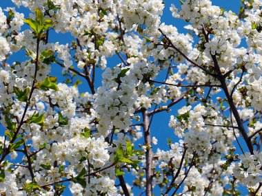 Güzel kar beyazı narin çiçekler bir bahar elma ağacının dallarında