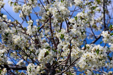 Güzel kar beyazı narin çiçekler bir bahar elma ağacının dallarında