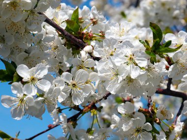 Güzel kar beyazı narin çiçekler bir bahar elma ağacının dallarında