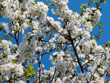 Güzel kar beyazı narin çiçekler bir bahar elma ağacının dallarında