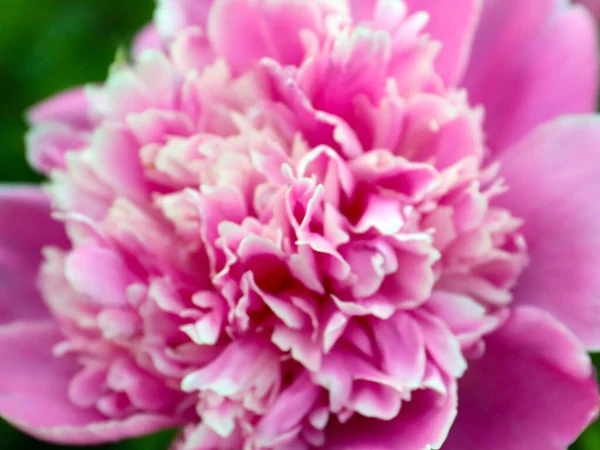 Bella Delicata Peonia Giardino Fiore Rosa Come Decorazione Del Parco — Foto Stock