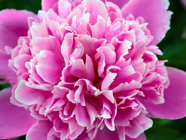 Schöne Zarte Rosa Blumengarten Pfingstrose Als Parkdekoration — Stockfoto