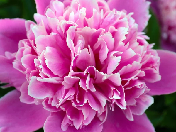 장식을 아름답고 분홍빛 조랑말 — 스톡 사진