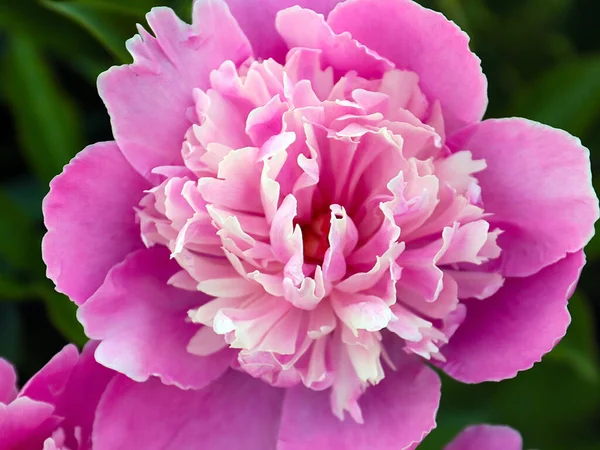 Красивый Нежный Розовый Цветочный Сад Пион Качестве Украшения Парка — стоковое фото