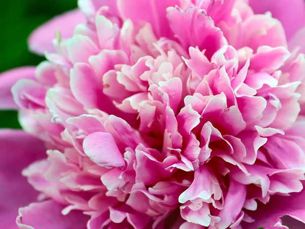 Beautiful Delicate Pink Flower Garden Peony Park Decoration — Stock Photo, Image