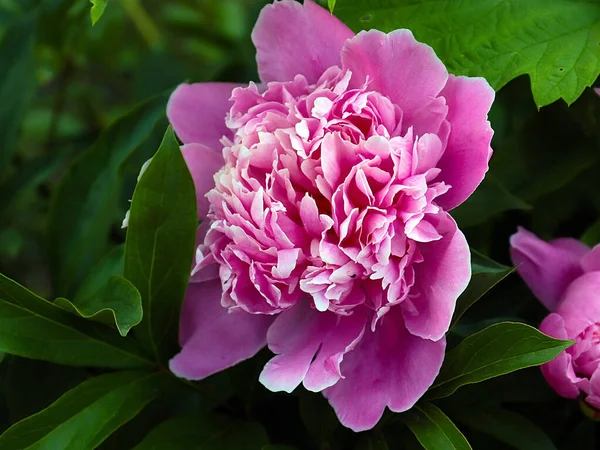 Bela Flor Rosa Delicada Jardim Peônia Como Uma Decoração Parque — Fotografia de Stock
