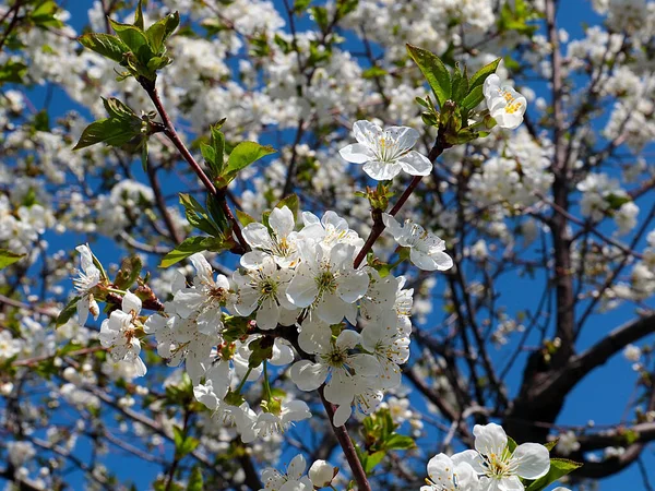 Belas Flores Delicadas Branca Neve Nos Ramos Uma Árvore Maçã — Fotografia de Stock