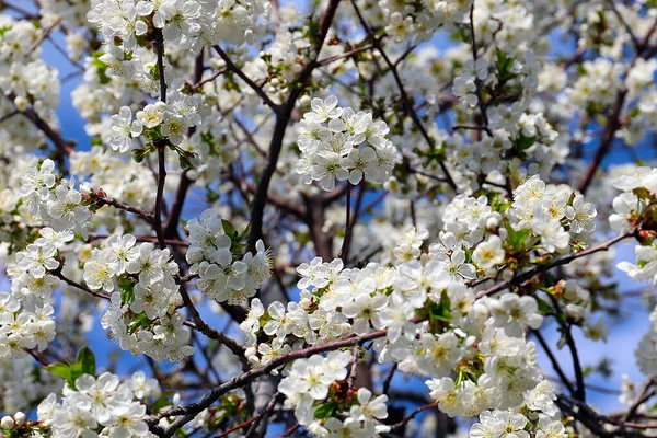 Schöne Schneeweiße Zarte Blüten Auf Den Zweigen Eines Frühlingsapfelbaums — Stockfoto