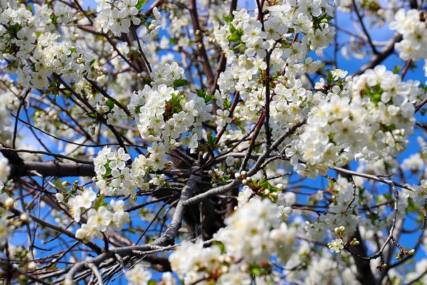 春のりんごの木の枝に美しい雪白繊細な花を咲かせ — ストック写真