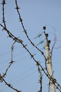 Champ de maïs à la récolte