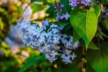 Bahar leylağı çiçekli yeşil dal