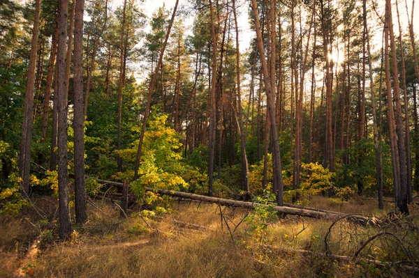 Autumn forest — Stock Photo, Image