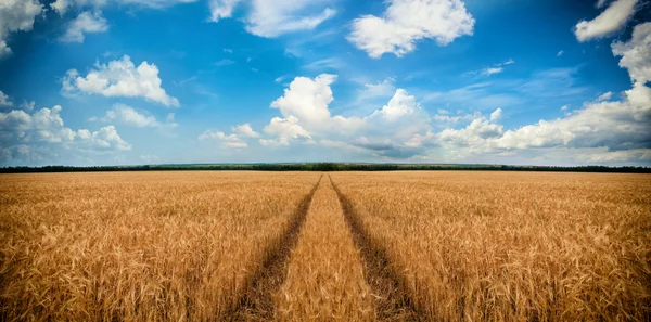 Дорога через пшеничное поле — стоковое фото