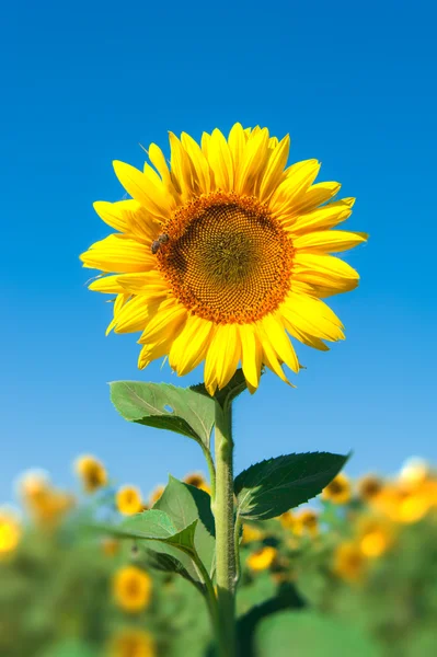 Landschaft mit Sonnenblumen — Stockfoto