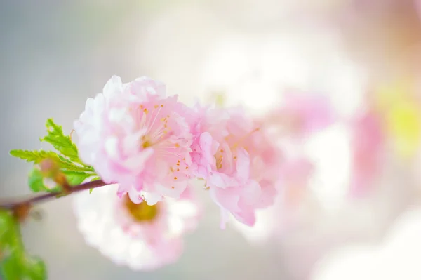 Frühlingsblumen — Stockfoto