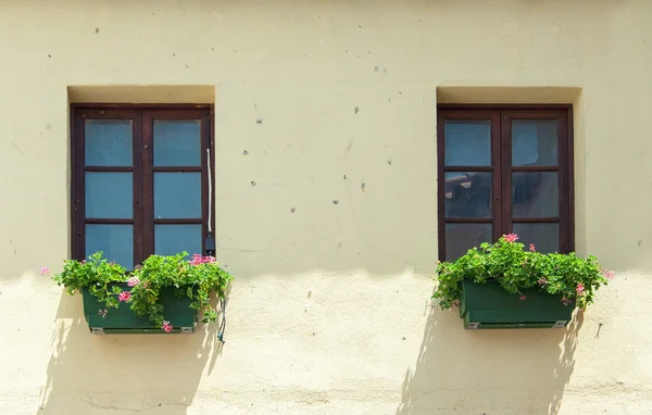 Windows med blommor — Stockfoto