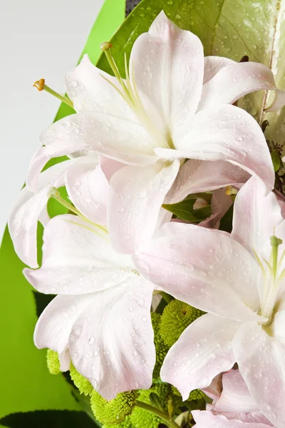 Блідо рожеві лілії — стокове фото