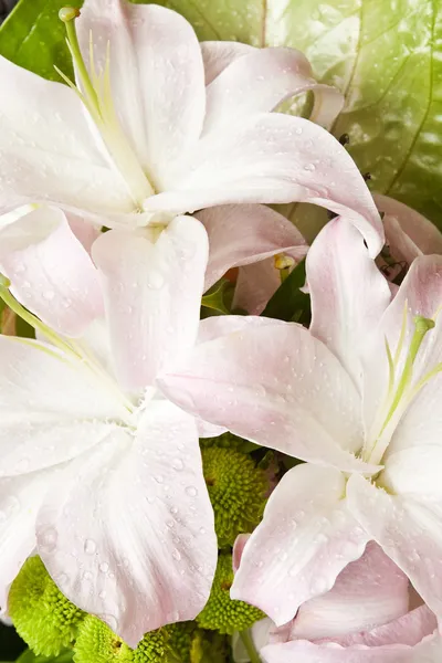 Pale pink lilies — Stock Photo, Image