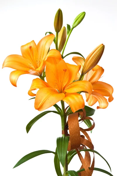 Orange lilies — Stock Photo, Image