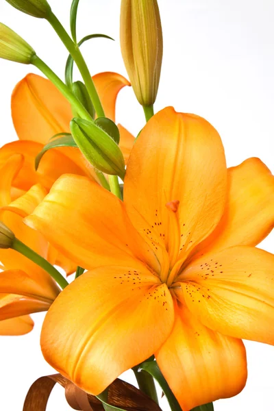 Orange lilies — Stock Photo, Image