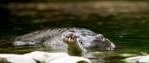 Крокодил у воді — стокове фото