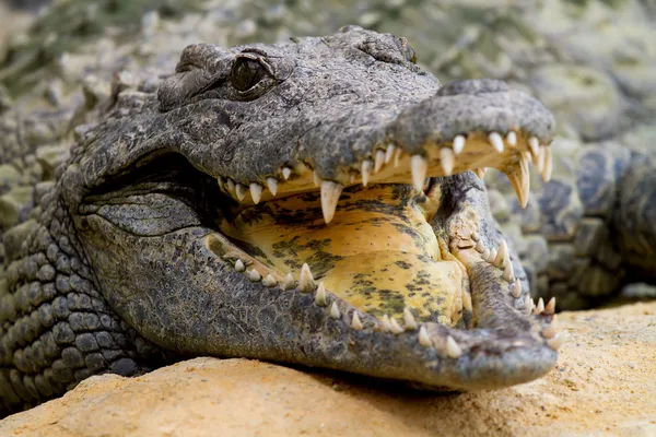O crocodilo está a arrefecer com a boca aberta — Fotografia de Stock