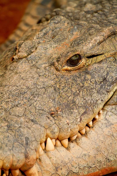 Hlava krokodýla — Stock fotografie