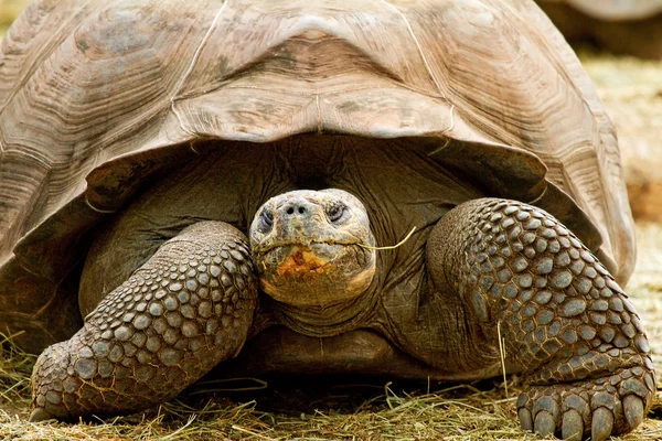 Sköldpaddan är närbild — Stockfoto