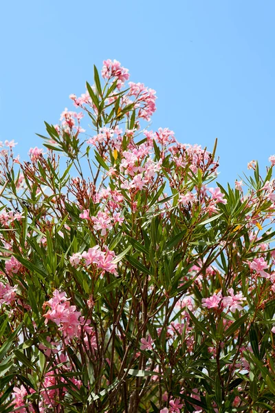 Oleander flowers — Stock Photo, Image