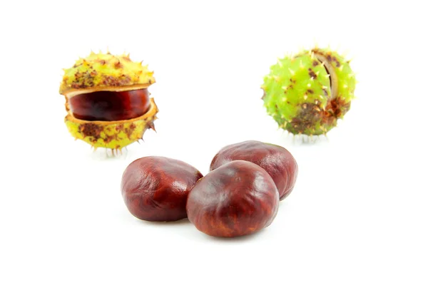 Autumn look with chestnuts — Stock Photo, Image