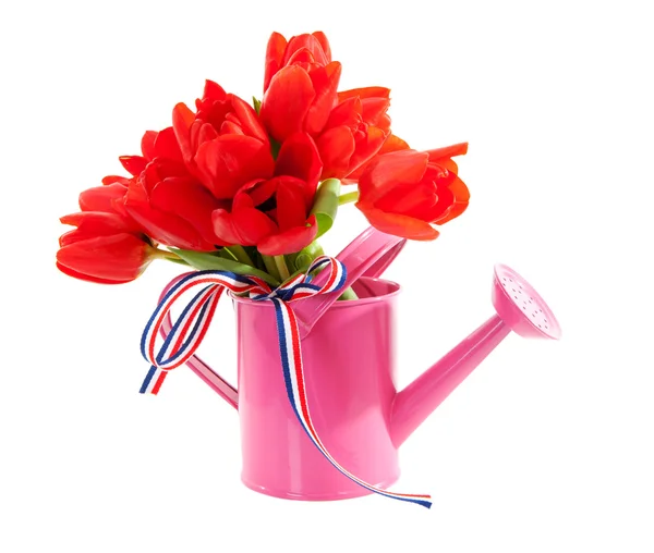 Annaffiatoio rosa con tulipani olandesi rossi — Foto Stock