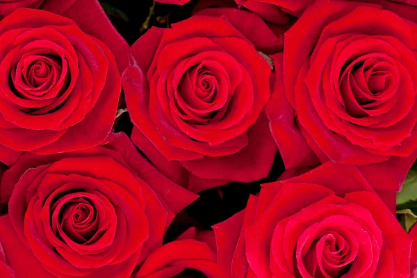 Fondo de rosas rojas en primer plano —  Fotos de Stock