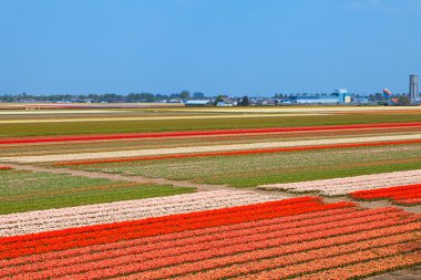 lisse yakınındaki renkli Lale alan Hollandalı ampul