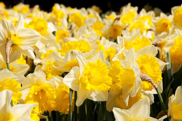 Yellow Daffodil flowers — Stock Photo, Image